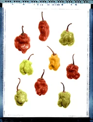 Stillleben mit gelben, roten und grünen Paprikaschoten