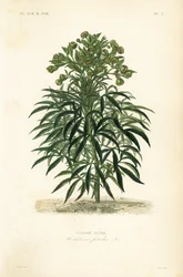 Stinkende Nieswurz