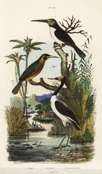 Storch, Jabiru mycteria, Rotschwanz-Glanzvogel, Galbula ruficauda, und Dreizehen-Glanzvogel, Jacamaralcyon tridactyla