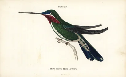 Streifenbrust-Sternkehlchen, Heliomaster squamosus (Weißgestreifter Kolibri, Trochilus mesoleucus). Handkolorierter Stahlstich von William Lizars aus Sir William Jardines Naturalist