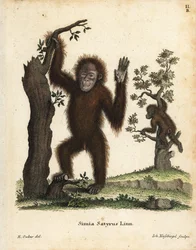 Sumatra-Orang-Utan, Pongo abelii. Kritisch gefährdet. Handkolorierter Kupferstich nach einer Illustration von R. Oakes aus Johann Christian Daniel Schreber