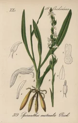 Sommer-Spiranth - Sommer-Wendelähre, Spiranthes aestivalis. Handkolorierte Lithographie aus Diederich von Schlechtendals Deutsche Flora (Flora von Deutschland), Jena