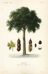 Tamarindenbaum, Tamarindus indica