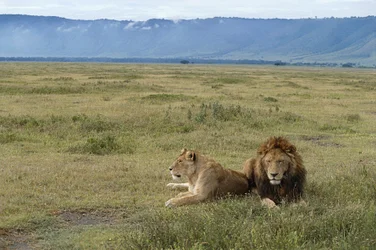 Tansania, Ngorongoro-Schutzgebiet, Löwen (Panthera leo)