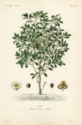 Teebaum oder Teepflanze, Camellia sinensis, Thea sinensis