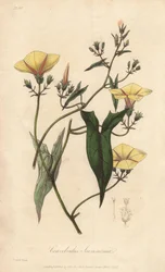 Scammonee (Convolvulus scammonia) - Illustration aus „Medical Botanical, Description of the Medicinal Plants of London, Edinburgh, and Dublin“ von John Stephenson und James Morss Churchill