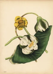 Die weiße Seerose, Nymphaea odorata, und gelbe Teichrose, Nuphar lutea, Stille