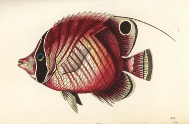 Fadenflossen-Falterfisch, Chaetodon auriga. Illustration gezeichnet und graviert von Richard Polydore Nodder. Handkolorierter Kupferstich aus George Shaw und Frederick Nodder