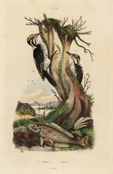 Dreizehenspecht, Picoides tridactylus, und Picarel, Spicara smaris