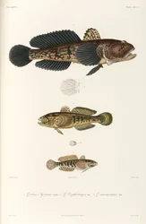 Drei Grundelarten, Schwarzes Meer