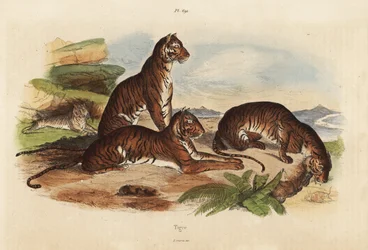 Tiger, Panthera tigris, gefährdet