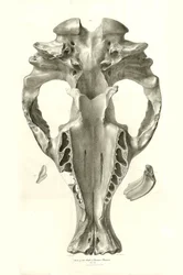 Toxodon-Kranich, ein prähistorisches Tier, das von Charles Darwin in der Nähe von Montevideo, Uruguay, während seiner Erkundungsreise an Bord der Beagle gefunden wurde. Die Zoologie der Reise der H.M.S. Beagle unter dem Kommando von Kapitän Fitzroy in den 