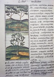 Bäume, wilde Zypressen und Tannen, Seite aus dem Florentiner Kodex, zweisprachige Version in Spanisch und Nahuatl, Allgemeine Geschichte der Dinge von Neuspanien, von dem spanischen Missionar Fray Bernardino de Sahagun (1499-1590). Aztekische Zivilisation