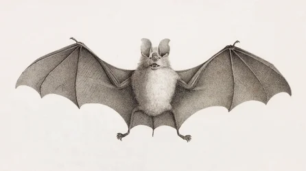 Dreizack-Hufeisenfledermaus, Fledermäuse in Ägypten
