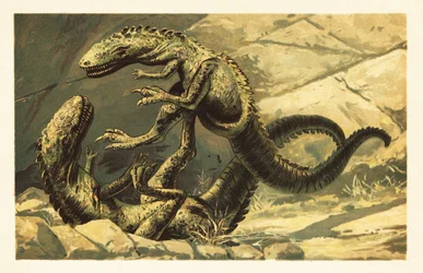 Zwei kämpfende Dryptosaurus aquilunguis. 1908 (Lithografie)