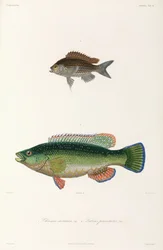 Zwei Fischarten, Schwarzes Meer