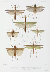 Insektenarten, Australien und Indonesien