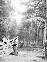 Vereinigtes Königreich: Eaton Woods, ca. 1890
