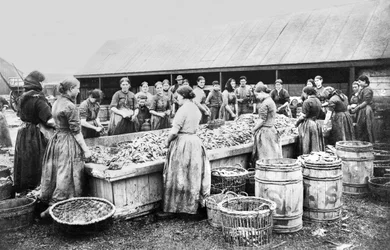 Vereinigtes Königreich: Frauen beim Heringe ausnehmen. Aberdeen, ca. 1880