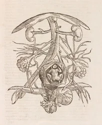 Uterus mit einem Fötus