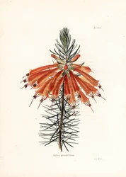 Varietät der Heide - Lithographie von George Cooke, für das britische Magazin Conrad Loddiges Botanical Cabinet (1738-1826)