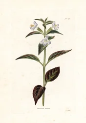 Varietät der Mimule - Lithographie von George Cooke, für die britische Zeitschrift Conrad Loddiges (1738-1826)
