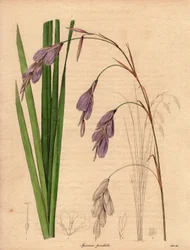 Varietät der Iris (Sparaxis pendula), Harlekinblume. Illustration von R. Mills in The Botanist, Serie von Benjamin Maund