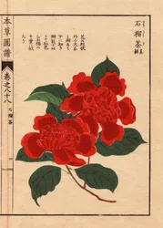Japanische Kamelien (Thea japonica Nois): Sekirousa, mit scharlachroten Blüten (Holzschnitt von Kanen Iwasaki, aus Honzo Zufu)