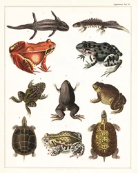 Verschiedene Amphibien, Frösche und Schildkröten