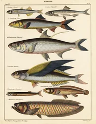 Verschiedene Fische