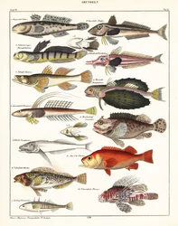 Verschiedene Fische