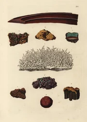 Varietäten von Eisenerz. Handkolorierter Kupferstich nach einer Illustration aus Georg Wolfgang Knorrs Deliciae Naturae Selectae oder Kabinet van Zeldzaamheden der Natuur, Blusse und Sohn, Nürnberg