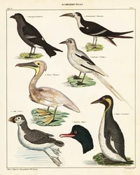 Verschiedene Seevögel (Lithographie)