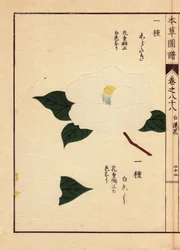 Japanische Kamelien (Thea japonica Nois): Shirataki und Shiroshishi, mit weißen Blüten (Holzschnitt von Kanen Iwasaki, aus Honzo Zufu)