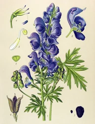 Giftige und Heilpflanze: Blauer Eisenhut (Aconitum napellus)