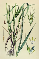 Giftige Pflanze: Taumel-Lolch (Lolium temulentum)