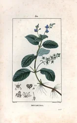 Veronique des ruisseaux oder Kresse de cheval oder Salat de chouette - Gravur von Lambert fils, nach einer Zeichnung von Pierre Jean Francois Turpin (1775-1840), aus „La flore medicale, de Chaumeton, Poiret et Chamberet“, Paris 1830 - Bachbunge oder Europä
