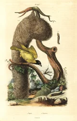 Dorfwebervogel und Nest, Schnakenart