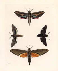 Wein-Sphinxmotte, Eummorpha vitis 1, Traurige Sphinx, Enyo lugubris 2, Tersa-Sphinx, Xylophanes tersa 3, und Gestreifte Sphinx, Proambulyx strigilis 4. Handkolorierte Lithographie aus John O. Westwood