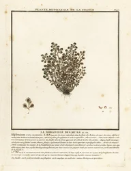 Mauerraute, Asplenium ruta-muraria