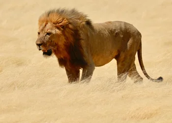 Krieger, Etosha
