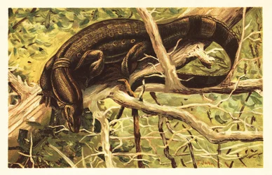 Wasserwaran, Varanus salvator. 1908 (Lithografie)