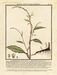 Wasserpfeffer, Persicaria hydropiper