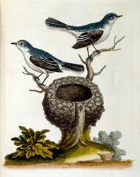 Aquarellillustration aus einem Buch seltener Vögel von G. Edwards 1750. George Edwards (1694-1773) war ein britischer Naturforscher und Ornithologe. Er reiste ausgiebig durch Europa und studierte insbesondere die Naturgeschichte und Vögel. Er erlangte eini