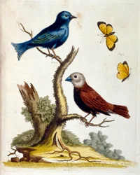 Aquarellillustration aus einem Buch seltener Vögel von G. Edwards 1750. George Edwards (1694-1773) war ein britischer Naturforscher und Ornithologe. Er reiste ausgiebig durch Europa und studierte insbesondere die Naturgeschichte und Vögel. Er erlangte eini