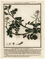 Brunnenkresse, Nasturtium officinale