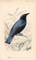 Weißbauchdrongo, Dicrurus caerulescens. Handkolorierter Stich von Fournier nach einer Illustration von Edouard Travies aus Charles d