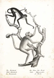 Weißbauch-Spinnenaffe, Ateles belzebuth (gefährdet), und Nördlicher Muriqui, Brachyteles hypoxanthus (Ateles hypoxanthus), kritisch gefährdet. Lithographie von Karl Joseph Brodtmann aus Heinrich Rudolf Schinz