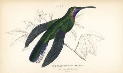 Weißschwanz-Degenflügel, Campylopterus ensipennis (Blaubrust-Degenflügel, Trochilus latipennis). Handkolorierter Stahlstich von William Lizars aus Sir William Jardines „Naturalist