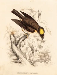 Weißkehlspateltyrann, Platyrinchus mystaceus. Handkolorierter Stahlstich aus Georg Friedrich Treitschkes Naturhistorischer Bildersaal des Thierreiches, Leipzig.